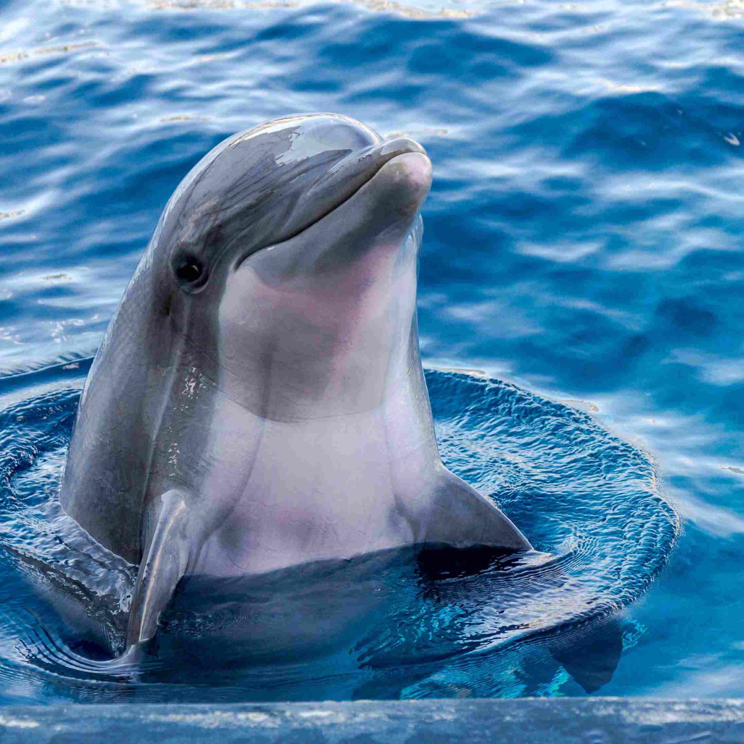 Swim with Dolphins