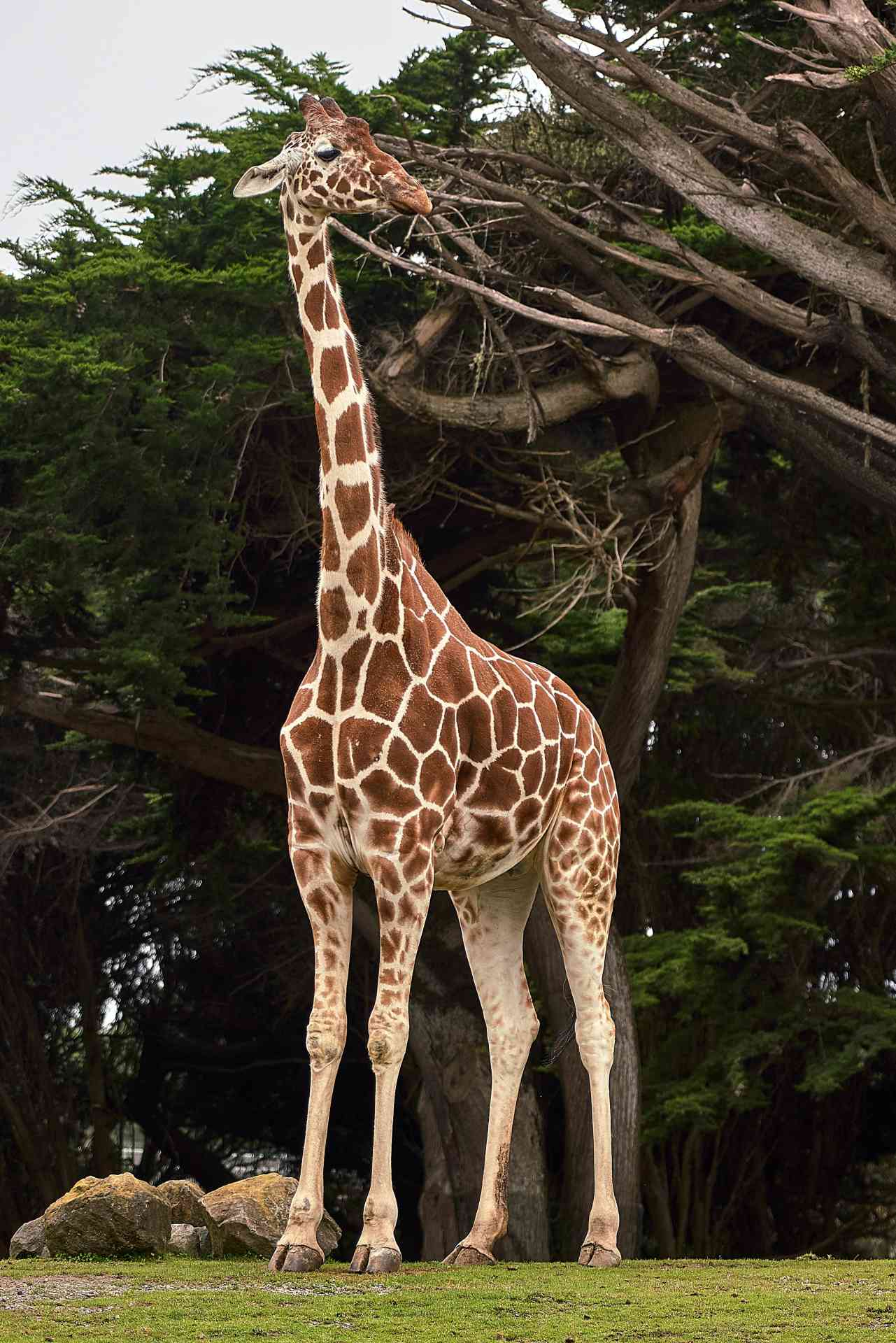 Breakfast with Giraffe