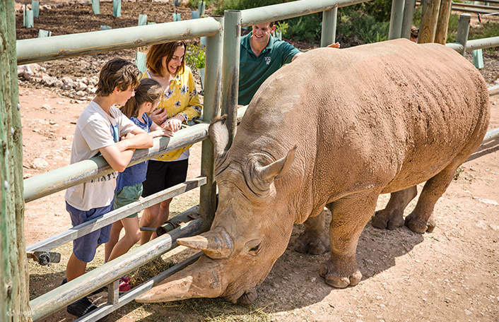 Interaction with Rhino