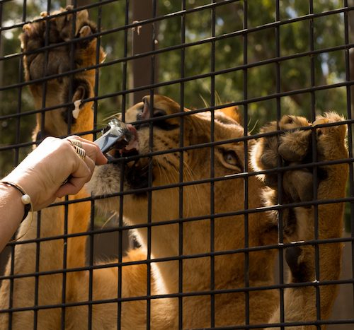 Big Cats Feeding