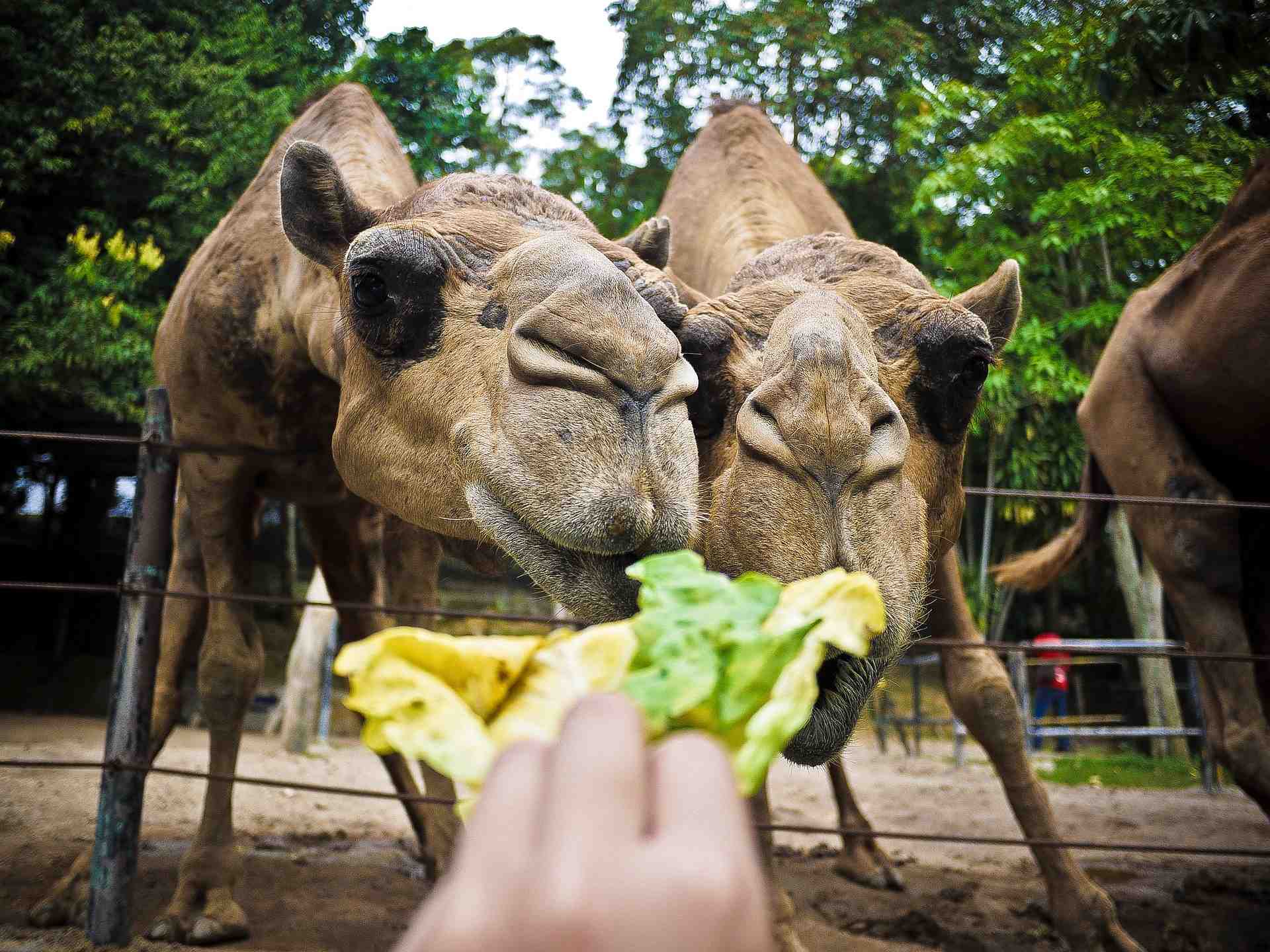 Camel Feeding