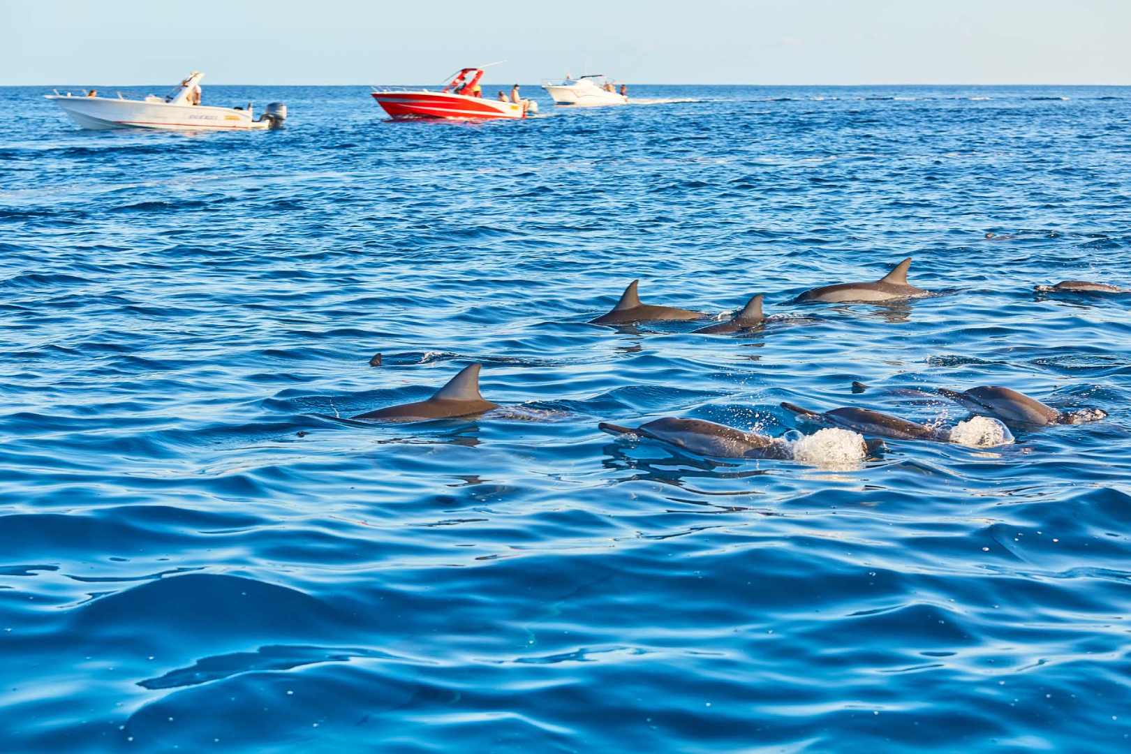 Swim with Dolphins