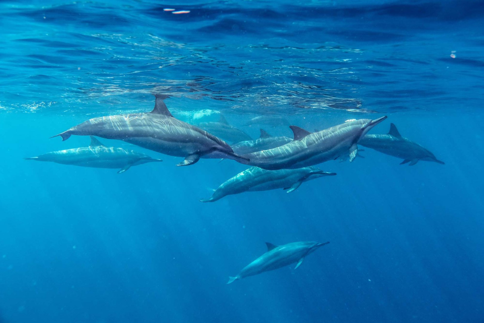 Whale and Dolphin Encounter