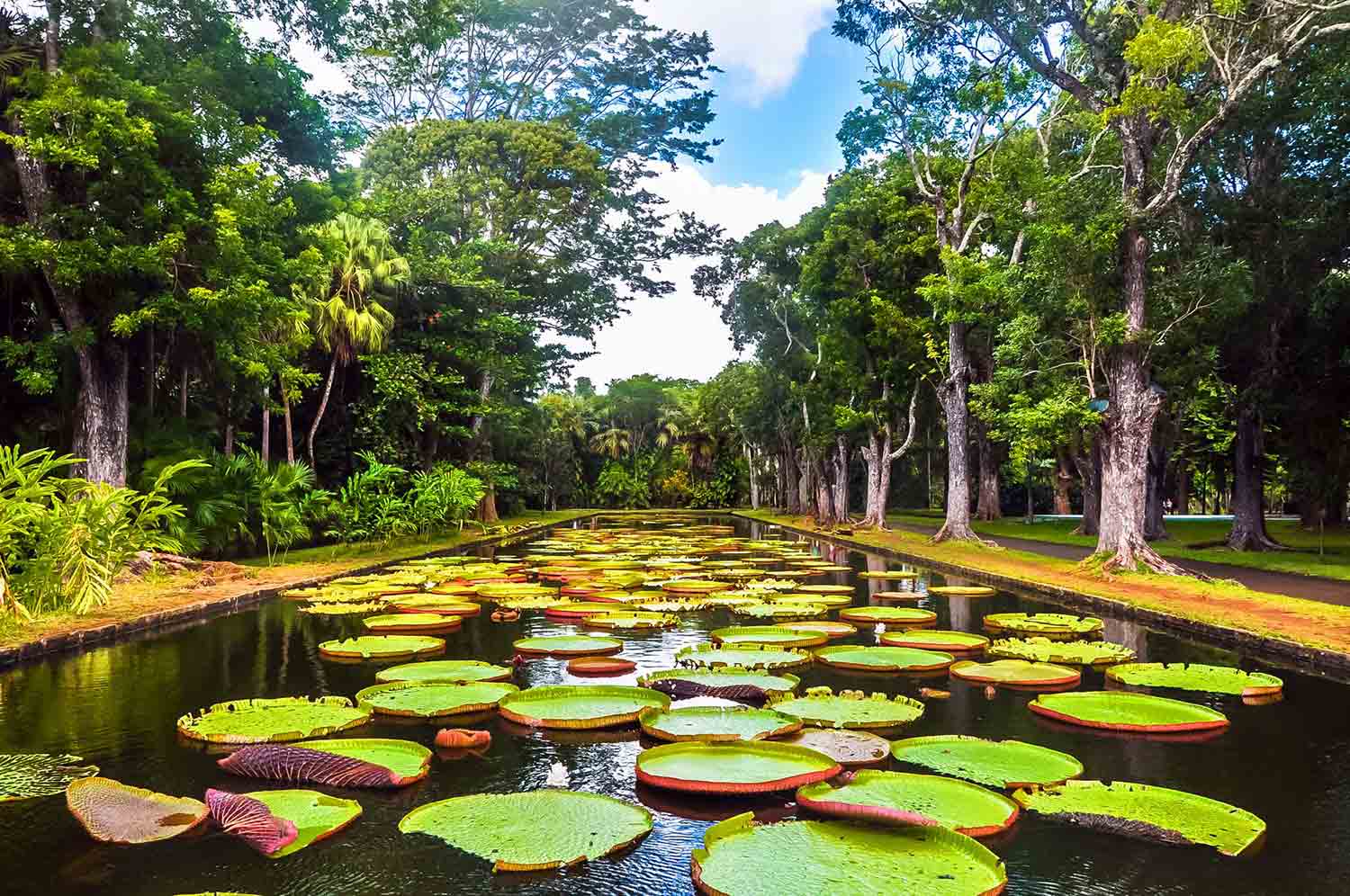 Pamplemousses Botanical Garden